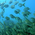 School of Salema fishes Sarpa salpa