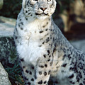 Snow Leopard Uncia Uncia Portrait