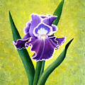 Spring Iris