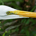 Sticking Your Neck Out -- Great Egret at Everglades National Park, Florida Photograph by Darin Volpe