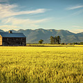 Summer sunset with an old barn and a rye field in rural Montana 