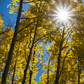 Sunburst in Golden Aspen