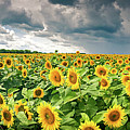 Sunflowers Before The Storm Photograph by Duluth To Door County Photography
