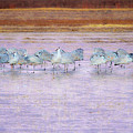 The Cranes of Bosque