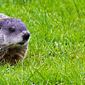 The Hunting Groundhog
