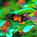 Tiger Longwing Butterfly