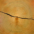 Tree Rings by Steven Ralser