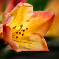 Trumpet of Spring