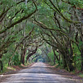 Tunnel of Trees Photograph by Marshall Hurley