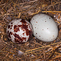 Turkey Vulture Eggs