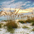 Twilight Sea Oats