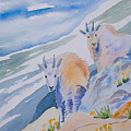 Watercolor - Mountain Goats on Quandary
