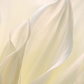 White Delicacy