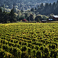 Willamette Valley Vineyard and farmhouse Photograph by Bruce Block