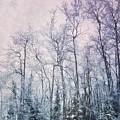 winter forest