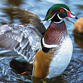 Wood Duck Flap