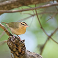 Worm Eating Warbler