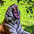 Yawning Tiger by Joann Copeland-Paul
