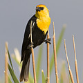 Yellow Headed Blackbird