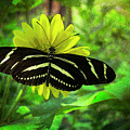 Zebra Longwing