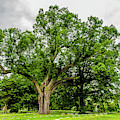 Centennial Oak, Salem Oak Tree