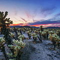 Cholla Cactus Garden in Joshua Tree National Park at sunset