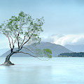 A Rainy Wanaka Willow