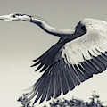 Adult Great Blue Heron close up Flight