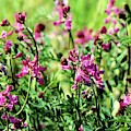 Alaska Fireweed by Karen Stansberry