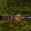 Alligator Photograph by Karen Stansberry