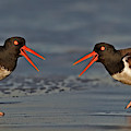 American Oystercatchers Photograph by Susan Candelario