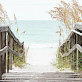 Beach Boardwalk and Sea Oats Grass Panorama Photo Photograph by Paul Velgos