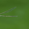 Blue Leader -- Blue-Eyed Darner Dragonfly Male in San Luis Obispo, California Photograph by Darin Volpe