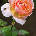 Boscobel Rose