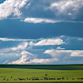 Cattle on the Flint Hills Prairie