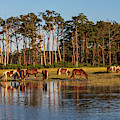 chincoteague Island ponies