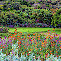 Colorful Kirstenbosch Gardens 