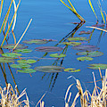 Colorful Winter Lilypads