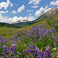 Crested Butte Sunny Lupine Landscape Photograph by Cascade Colors