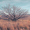 Desert Tree Photograph by Slow Fuse Photography