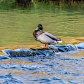 Duck on the edge Photograph by Scott Lyons