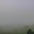 Early Morning Fog Over Vineyard Photograph by Rebecca Herranen