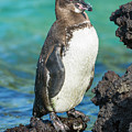 Galapago Penguins On Rock