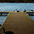 Goose and Seagull Jetty Photograph by Scott Lyons
