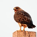Hawk Squawk by Amanda R Wright