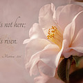 He Is Risen