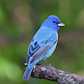 Indigo the other Bluebird