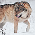 Italy, Friuli-venezia Giulia, Udine District, Alps, Julian Alps, Carnia, Winter, Wolf (canis Lupus) In The Forest Digital Art by Gabriele Bano