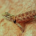 Lake Powell Lizard by Karen Stansberry