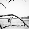 Limpkin by Joe Leone